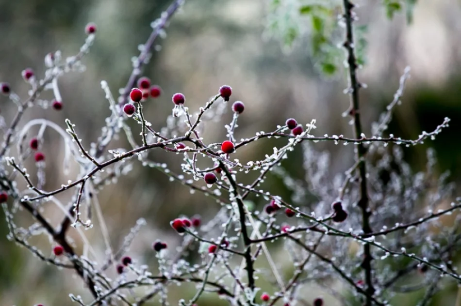 Mroźny poranek we mgle... - zdjęcie 11