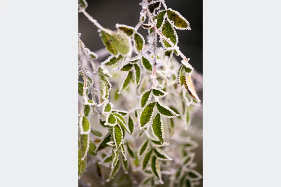 Mroźny poranek we mgle... - zdjęcie 12