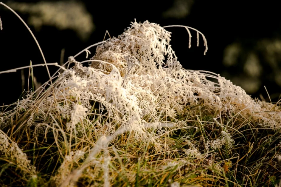 Mroźny poranek we mgle... - zdjęcie 13