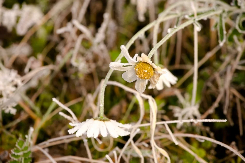 Mroźny poranek we mgle... - zdjęcie 14