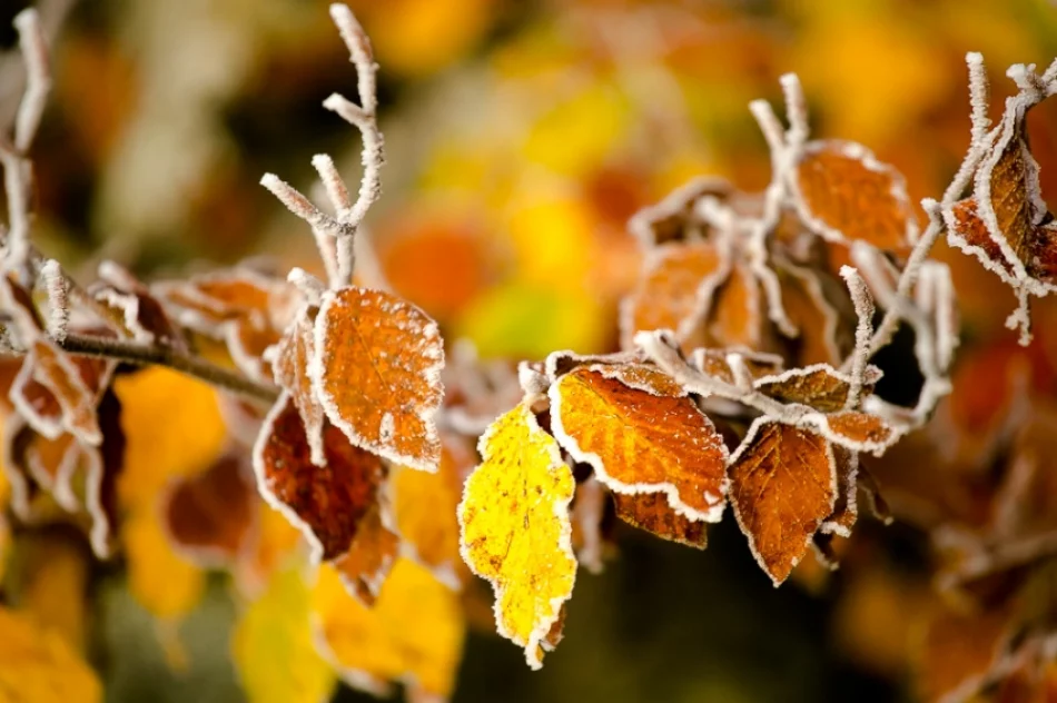 Mroźny poranek we mgle... - zdjęcie 15