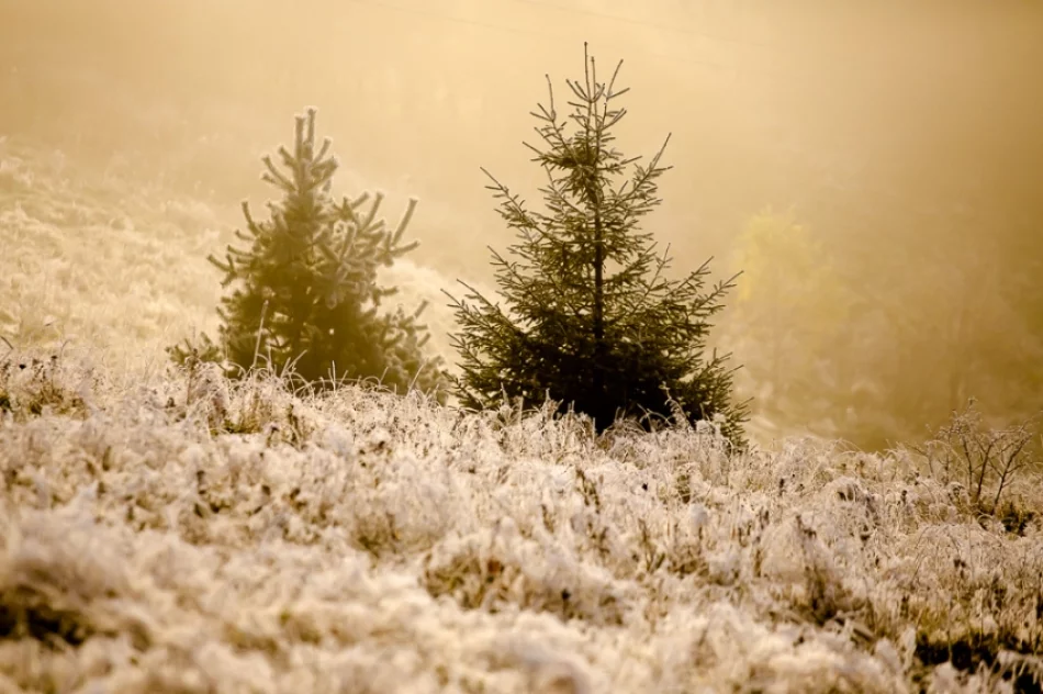 Mroźny poranek we mgle... - zdjęcie 16