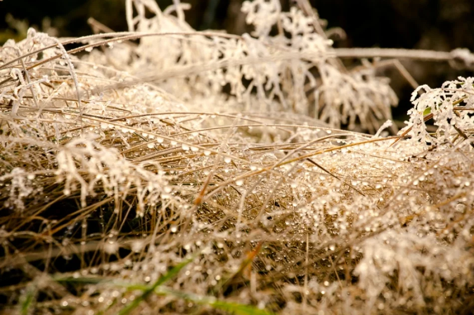 Mroźny poranek we mgle... - zdjęcie 17
