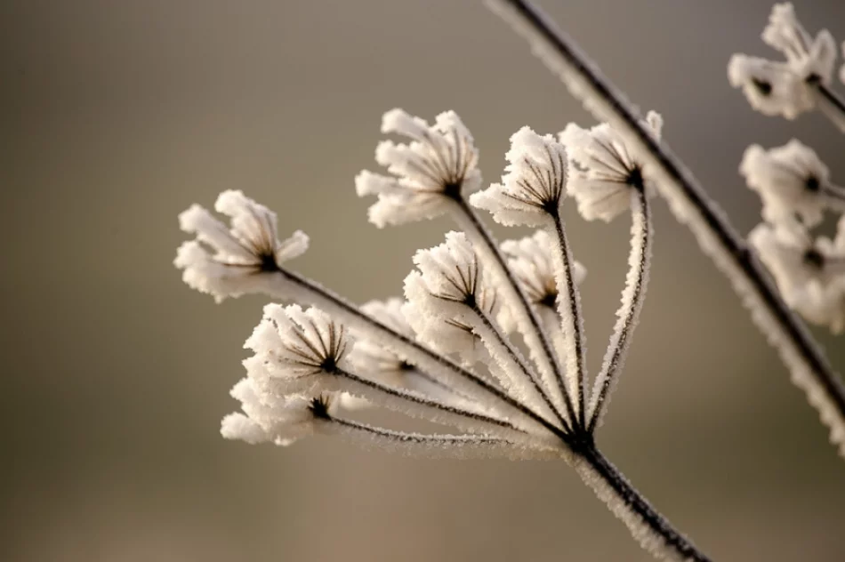 Mroźny poranek we mgle... - zdjęcie 19