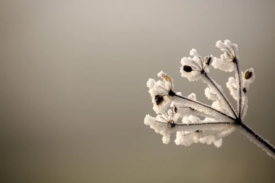 Mroźny poranek we mgle... - zdjęcie 20