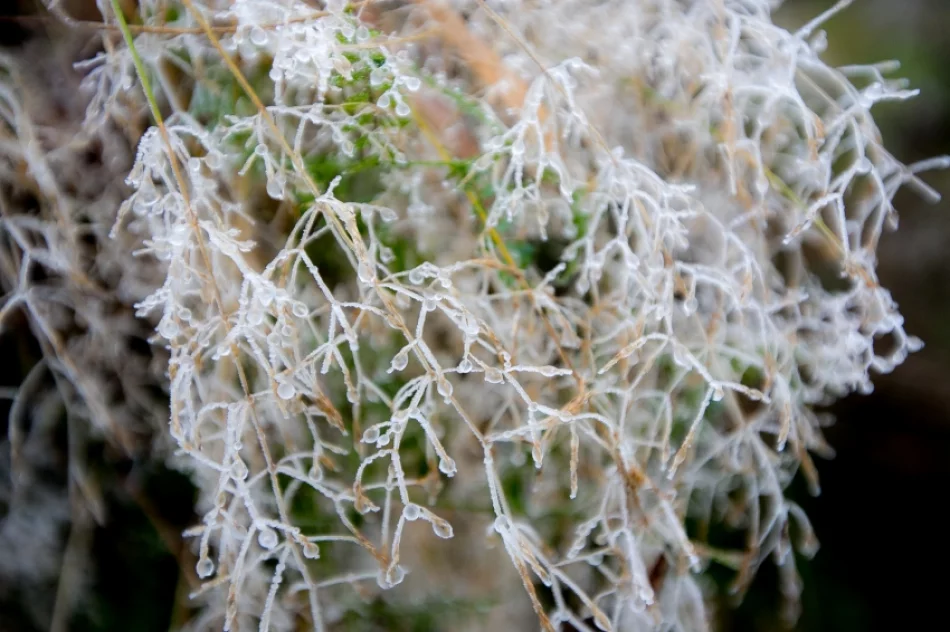 Przymroziło... - zdjęcie 2