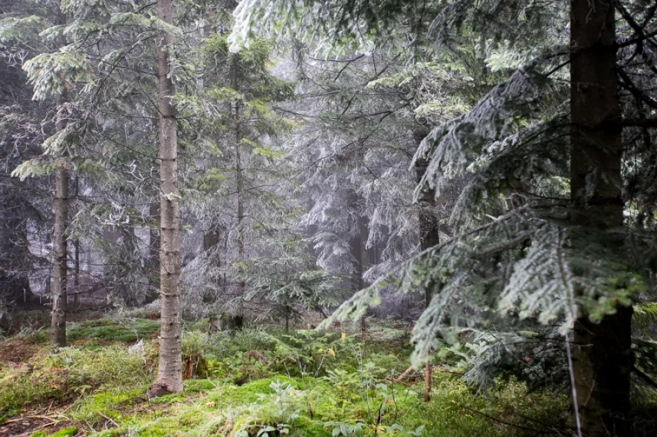 Przymroziło... - zdjęcie 4