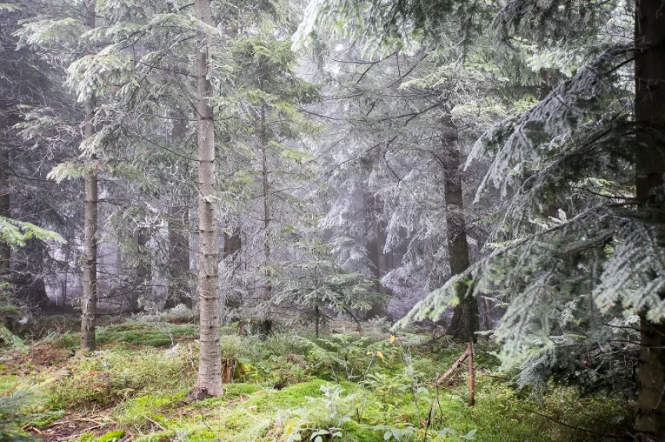 Przymroziło... - zdjęcie 5