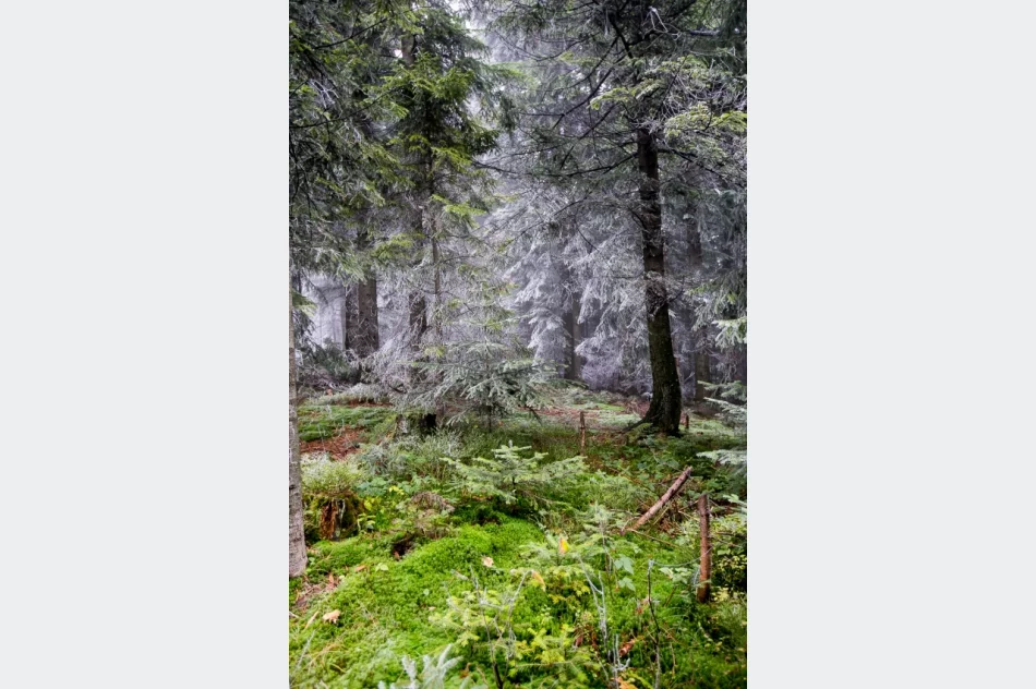 Przymroziło... - zdjęcie 6