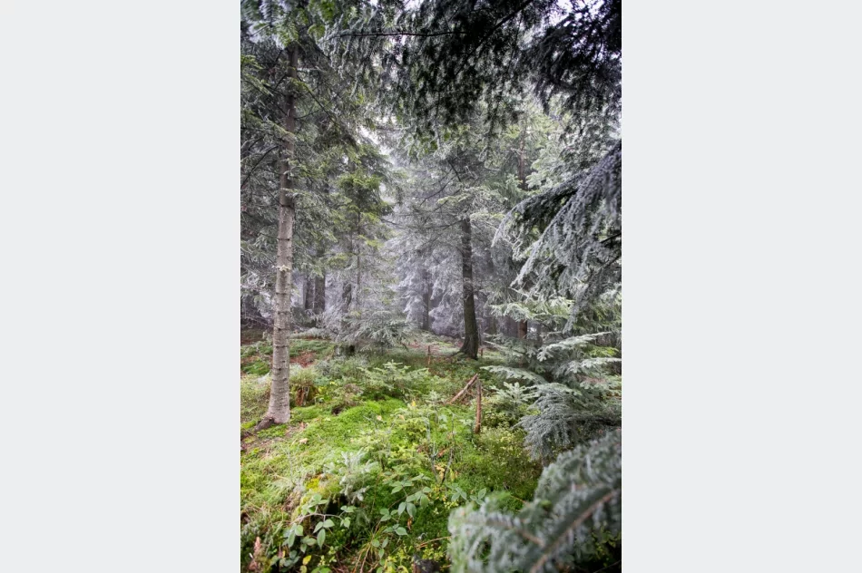 Przymroziło... - zdjęcie 7