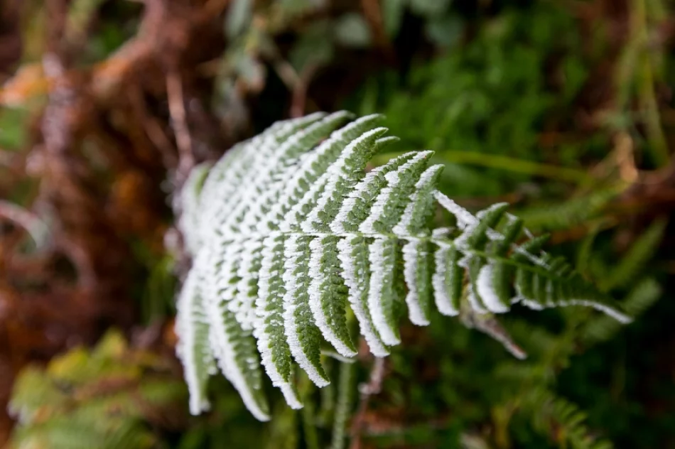 Przymroziło... - zdjęcie 9