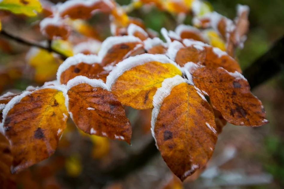 Przymroziło... - zdjęcie 10