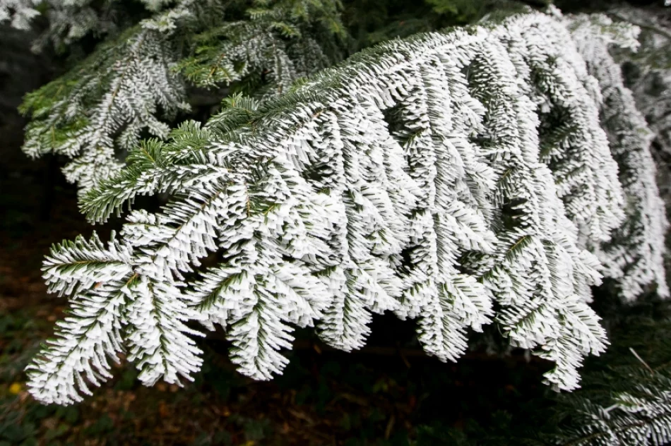 Przymroziło... - zdjęcie 11