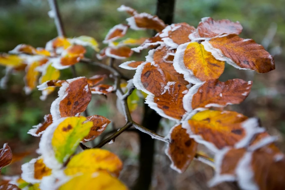 Przymroziło... - zdjęcie 12