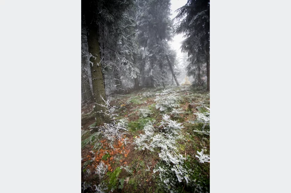 Przymroziło... - zdjęcie 14