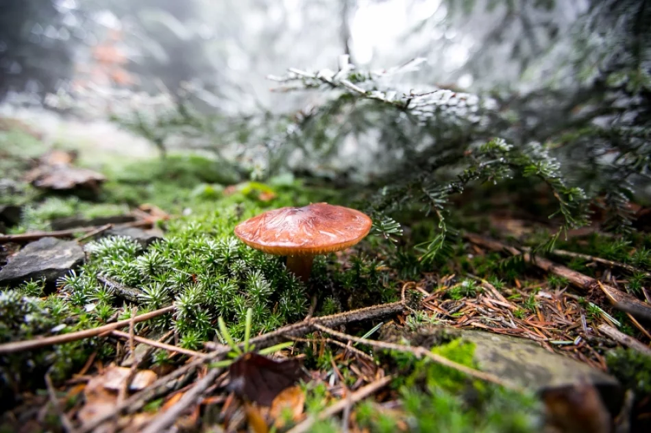 Przymroziło... - zdjęcie 16