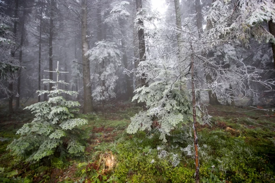 Przymroziło... - zdjęcie 17
