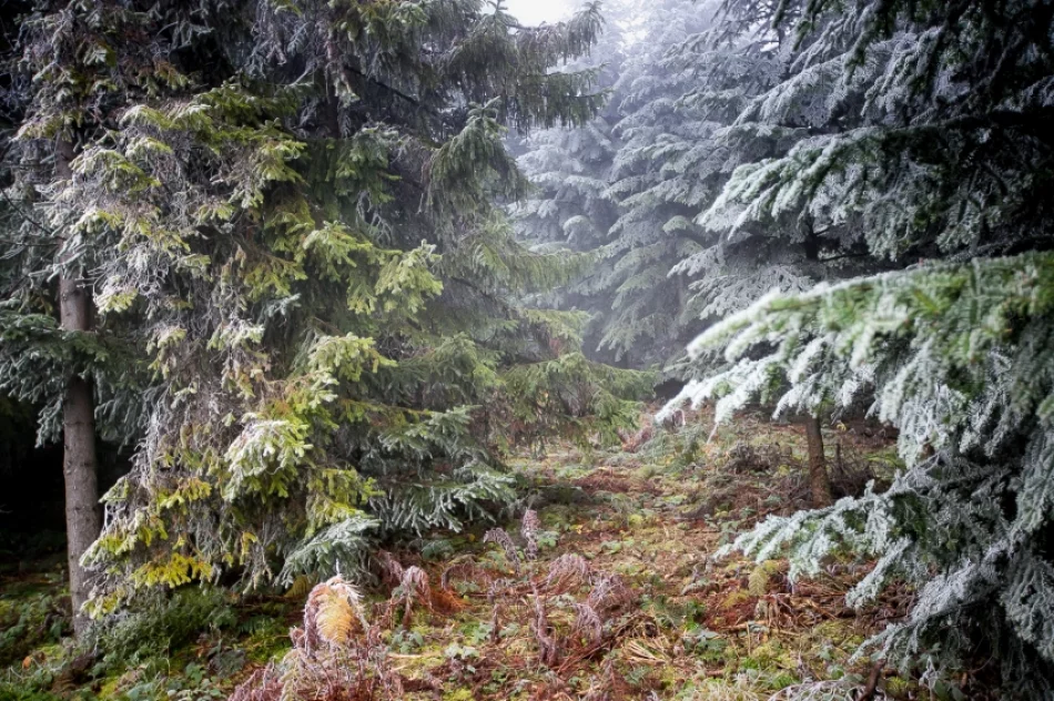 Przymroziło... - zdjęcie 20