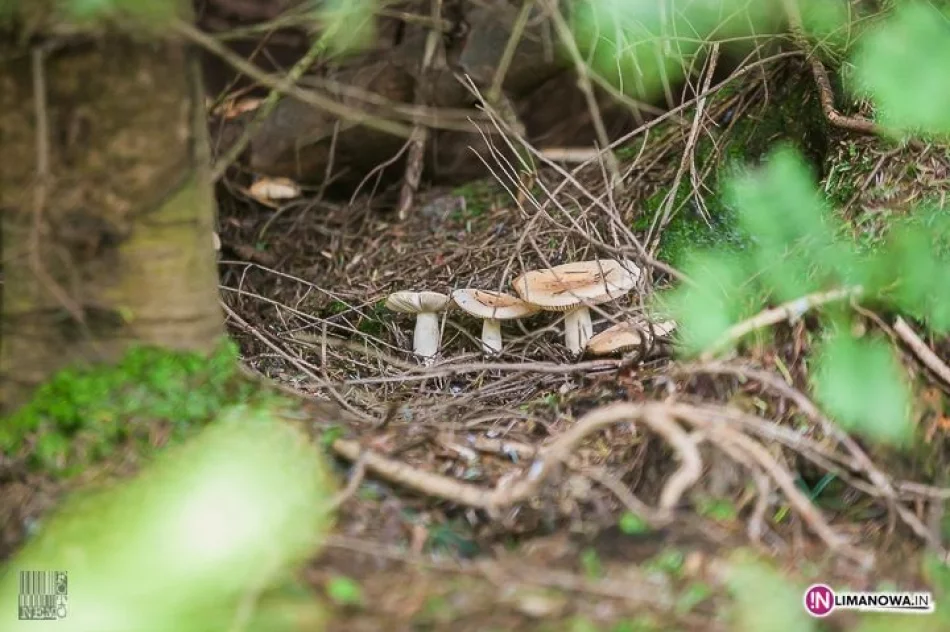 XVI Złaz Turystyczny Mogielica 2014 - zdjęcie 3