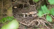 2 tys. turystów wędrowało na Mogielicę - zdjęcie 3
