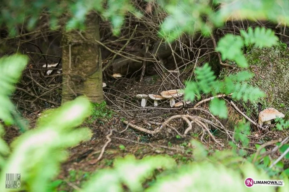 XVI Złaz Turystyczny Mogielica 2014 - zdjęcie 4