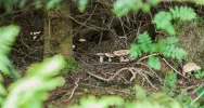 2 tys. turystów wędrowało na Mogielicę - zdjęcie 4