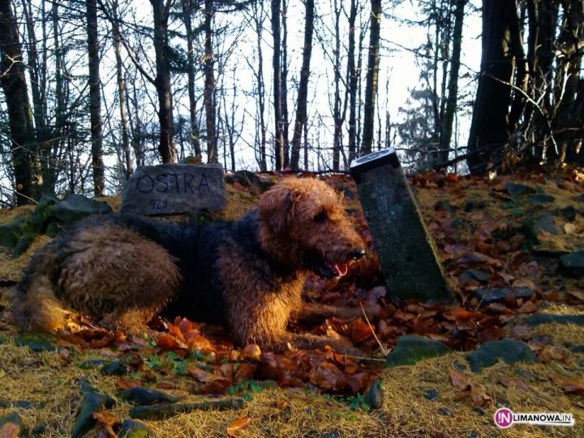 I Dogtrekking Frikaj.pl   7 kwiecień 2013