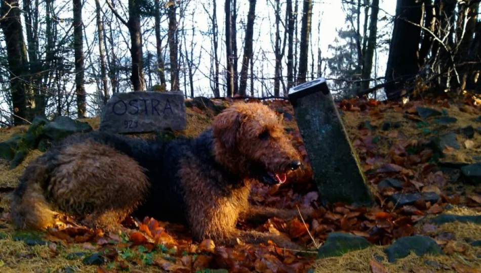 I Dogtrekking Frikaj.pl   7 kwiecień 2013 - zdjęcie 1