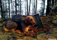 I Dogtrekking Frikaj.pl   7 kwiecień 2013 - zdjęcie główne