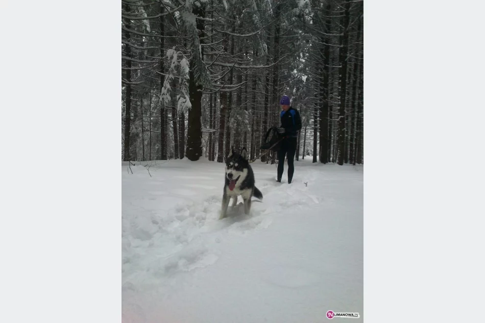 I Dogtrekking Frikaj.pl   7 kwiecień 2013 - zdjęcie 2