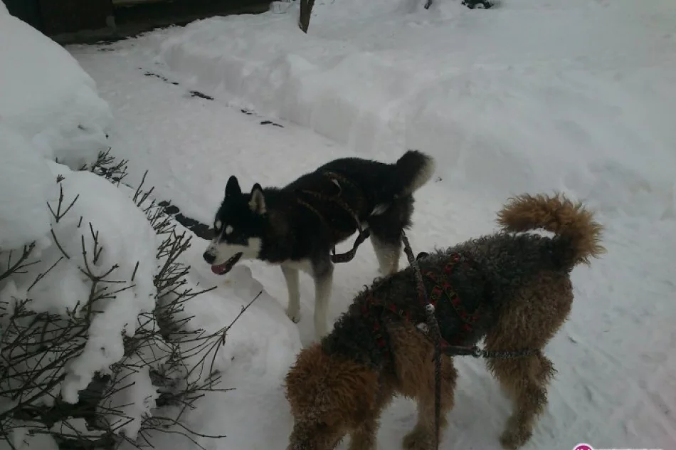 I Dogtrekking Frikaj.pl   7 kwiecień 2013 - zdjęcie 4