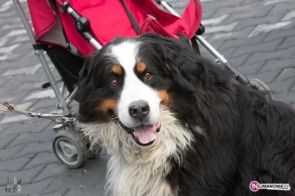 ULICA 26 STREET ART w Limanowej - zdjęcie 19