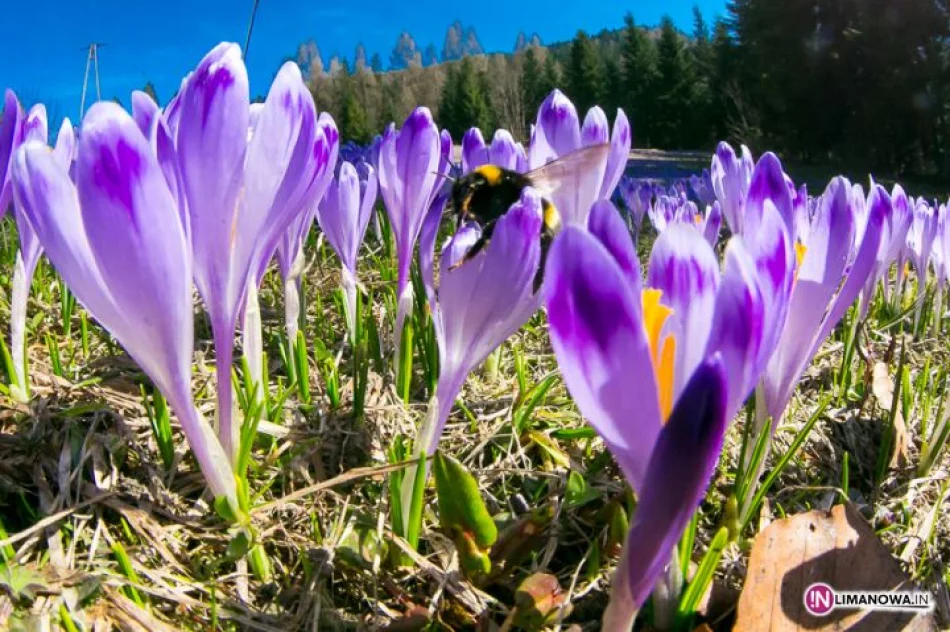Krokusowe łąki w Koninkach - zdjęcie 2