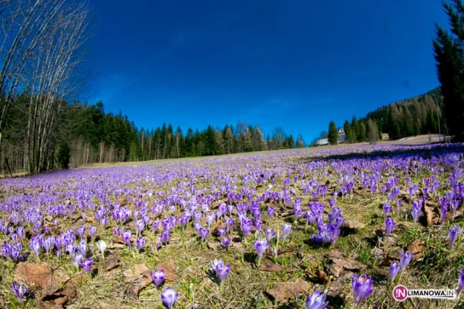 Krokusowe łąki w Koninkach - zdjęcie 3