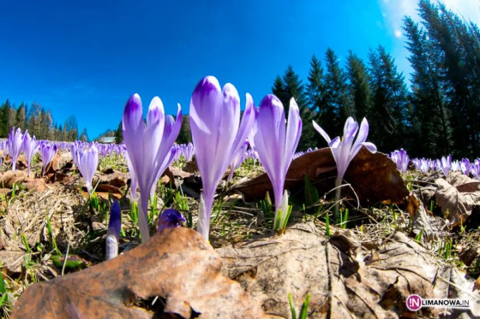 Krokusowe łąki w Koninkach - zdjęcie 4