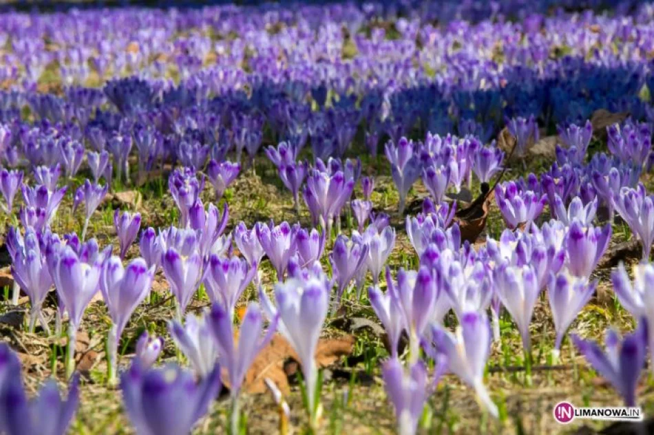 Krokusowe łąki w Koninkach - zdjęcie 5