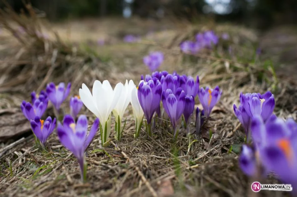 Krokusowe łąki w Koninkach - zdjęcie 6