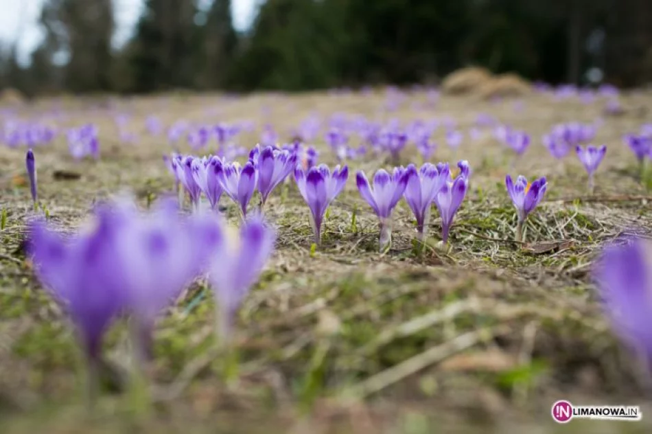 Krokusowe łąki w Koninkach - zdjęcie 7