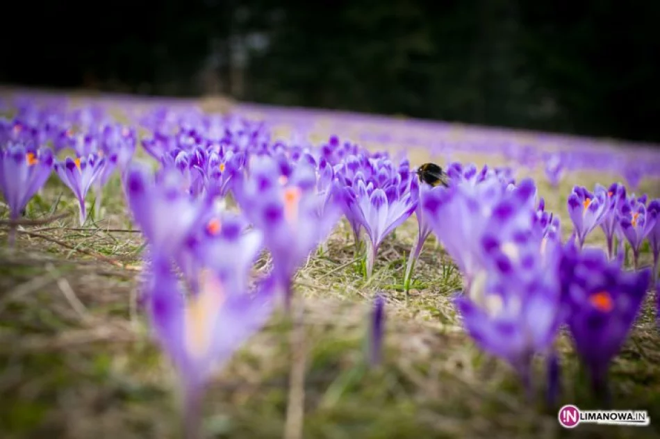 Krokusowe łąki w Koninkach - zdjęcie 8