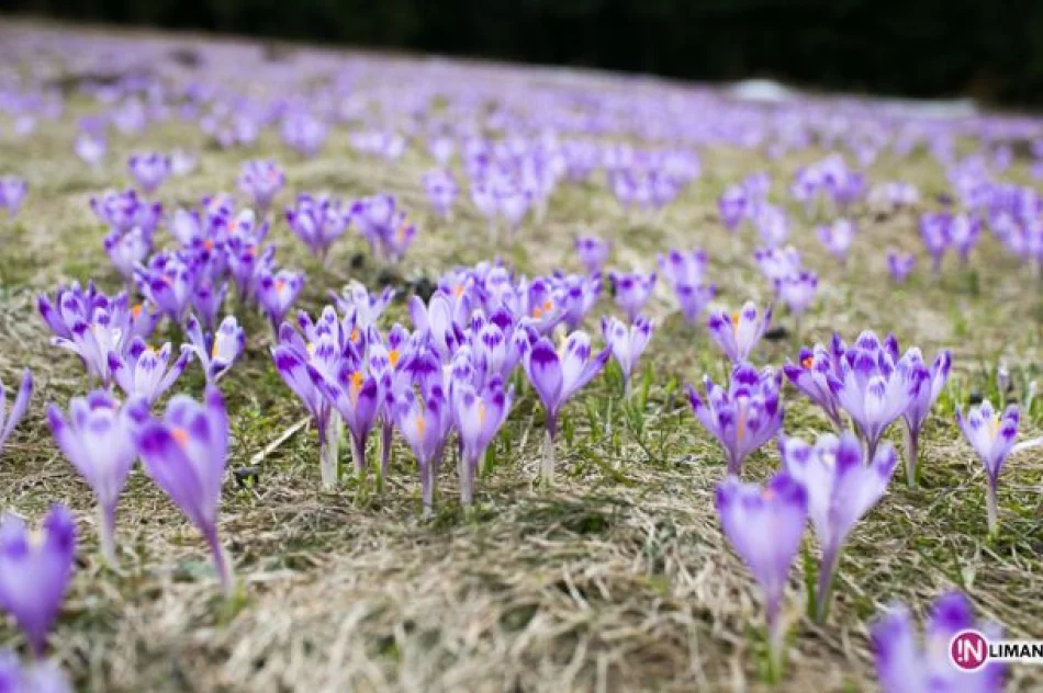 Krokusowe łąki w Koninkach - zdjęcie 9