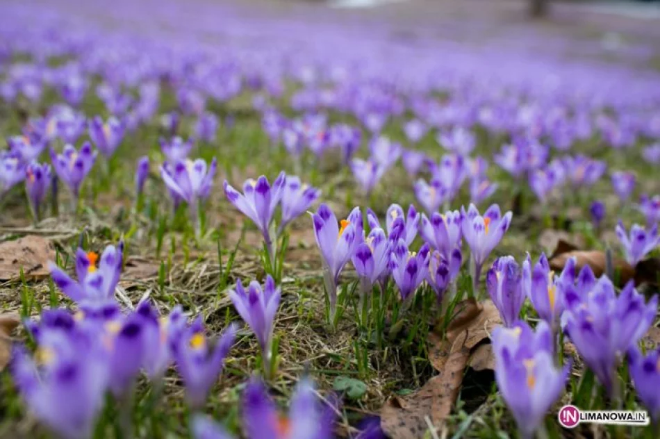 Krokusowe łąki w Koninkach - zdjęcie 10