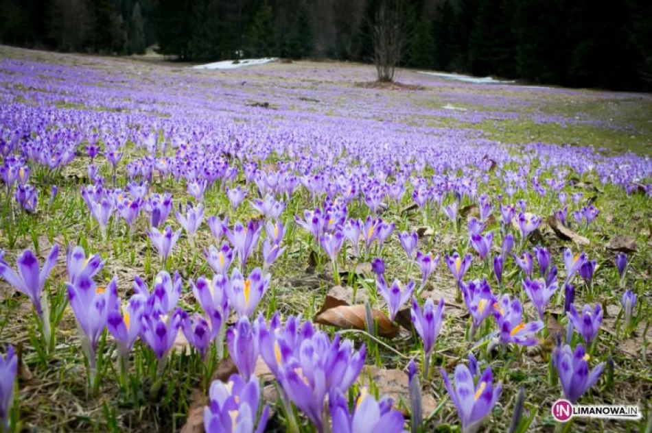 Krokusowe łąki w Koninkach - zdjęcie 11