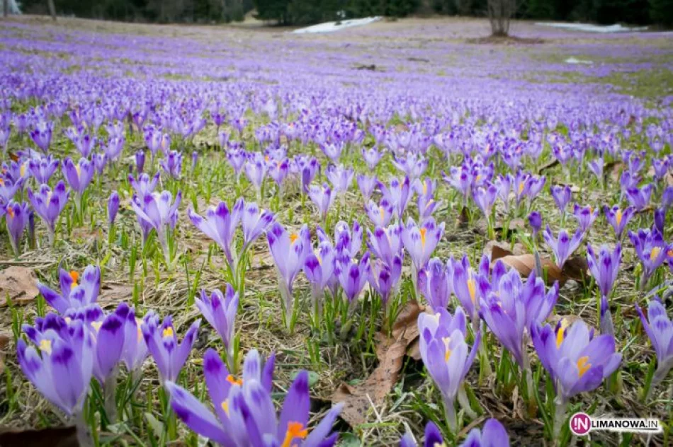 Krokusowe łąki w Koninkach - zdjęcie 12