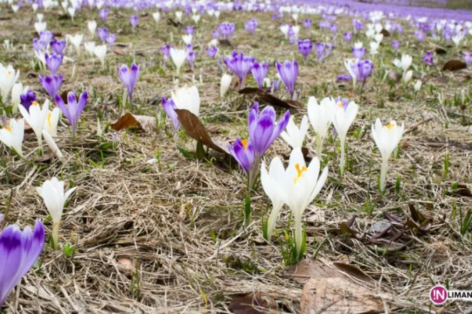 Krokusowe łąki w Koninkach - zdjęcie 13