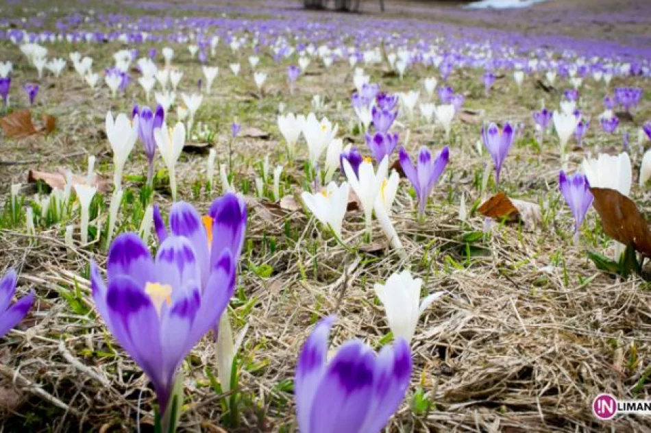 Krokusowe łąki w Koninkach - zdjęcie 14