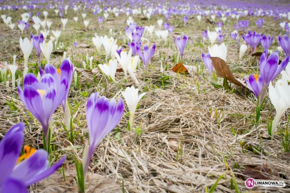 Krokusowe łąki w Koninkach - zdjęcie 15