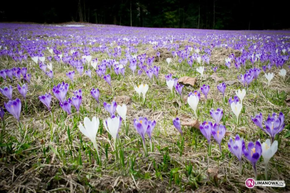 Krokusowe łąki w Koninkach - zdjęcie 16