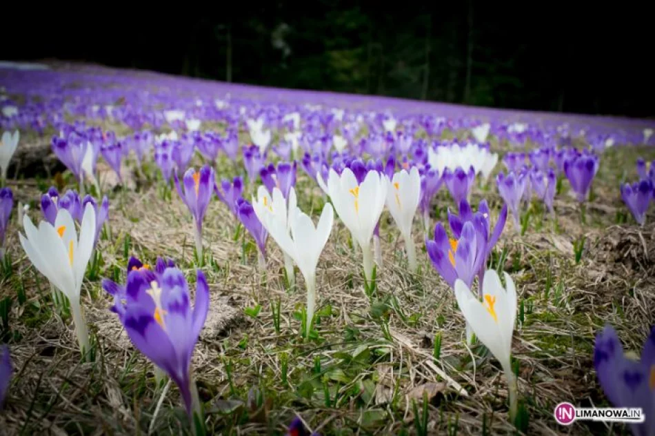 Krokusowe łąki w Koninkach - zdjęcie 17