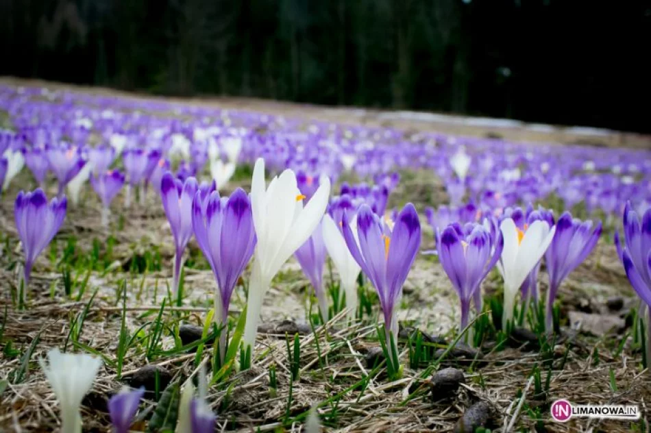 Krokusowe łąki w Koninkach - zdjęcie 18