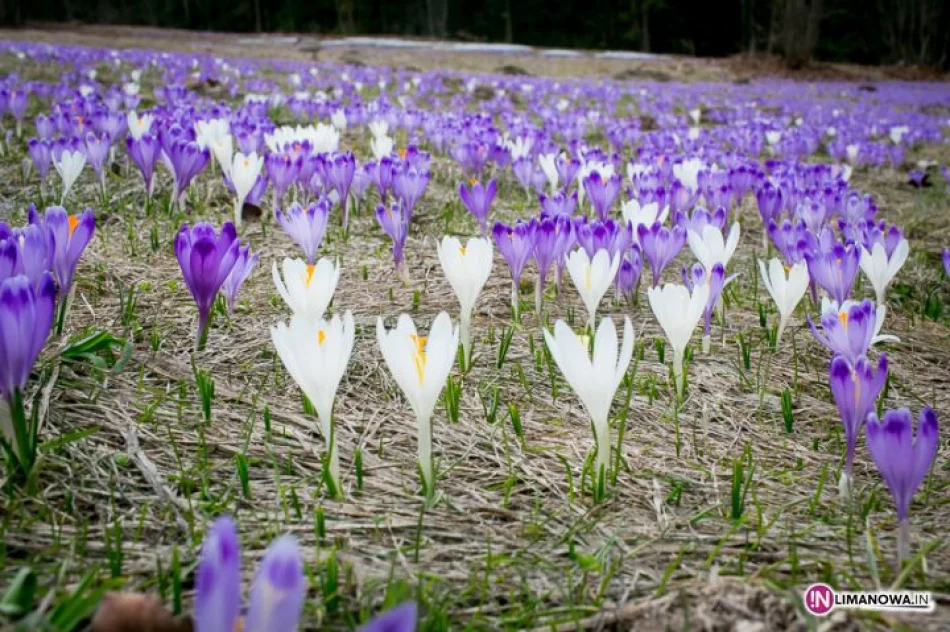 Krokusowe łąki w Koninkach - zdjęcie 19